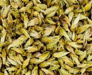 Yunnan Silver Bud Ya Bao - biała herbata pąkowa