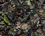 White Bai Mu Dan BIO - biała herbata znana także jako White Pai Mu Tan